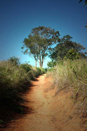 Big tree Surrounded by grassland And  beautiful sky in Khao Yai National Park. Thailandの写真素材