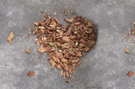 Leaf Heart shape isolated Love Valentine background .の写真素材