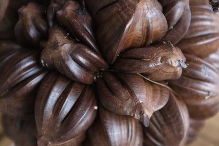 Nypa palm fruit in Thailand, close up of Nypa seed in nature.の写真素材