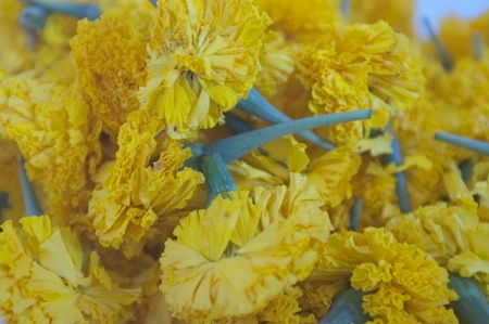 Close up of yellow marigolds , raw material for yewllow color natural dyeの写真素材
