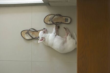 Dog sleeping on the floor at the square spot of warm sun light from the door . waiting her master to come homeの写真素材