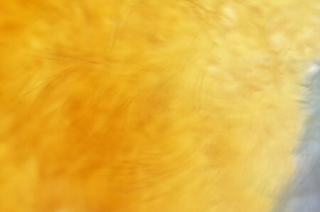 Abstract blurred fur background . Effect  blue and yellowの写真素材
