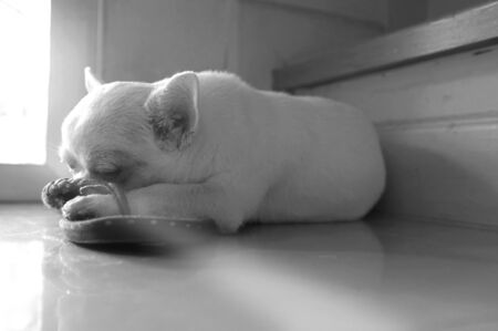 Dog sleeping on the floor at the square spot of warm sun light from the doorの写真素材