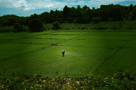 Agriculture farmer of Asia rice field work concept. Agriculture farmer in rural work in farm with sunsetの写真素材