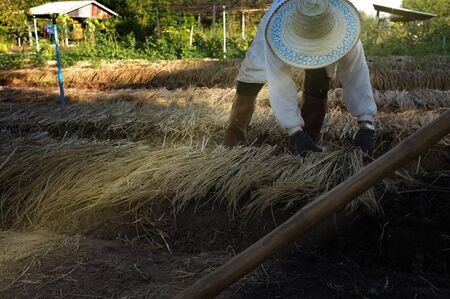 Farmer plowing soil for planting , "The theory of soil cover" of King Rama 9 is a way to grow plants and trees to grow and correct according to academic principles.の写真素材
