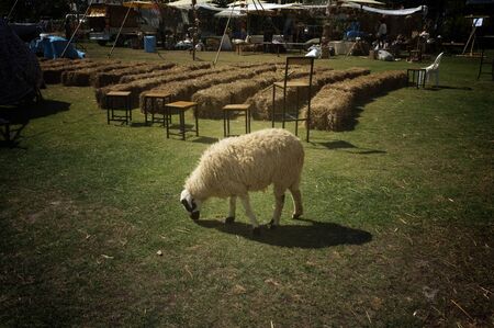 Sheep in a field , Cute sheep over dry grass fieldの写真素材
