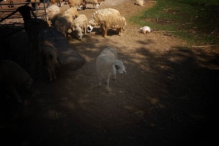 Sheep in a field , Cute sheep over dry grass field