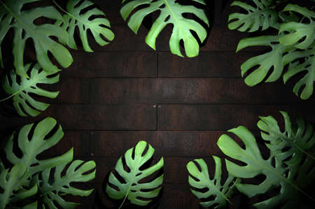 3d illustration. tropical leaf on wood backgroundの写真素材