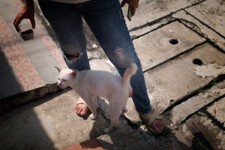 Cat welcome his owner (young woman) at home.の写真素材