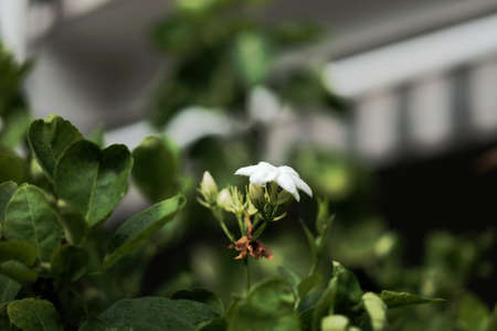 Jasmine flower symbol of Mother's day in Thailand. space for text