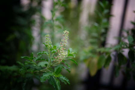 Close up Basil leaf. Green Holy Basil tree . Thai basil