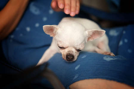 woman sitting with a chihuahua dog on a chair.の写真素材