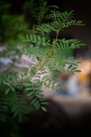 Nature Background, Indigofera tree, Indigo (Karm) in the garden