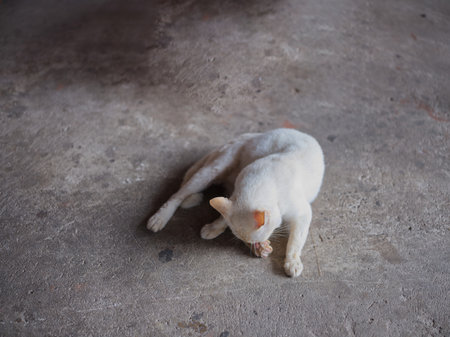ANIMAL BACKGROUND . white cat on the floor and licks the paws .の写真素材