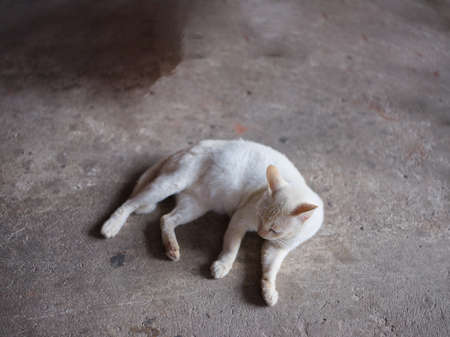 ANIMAL BACKGROUND . white cat on the floor and licks the paws .の写真素材