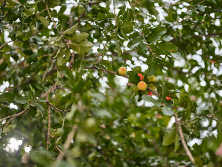 Cherries hanging from a cherry tree branch. Nature background