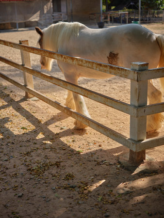 Horse in a paddock in a farm, close-up