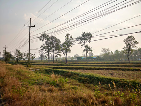 Beautiful rice field with and big tree landscape, summer relax to nature concept.の写真素材