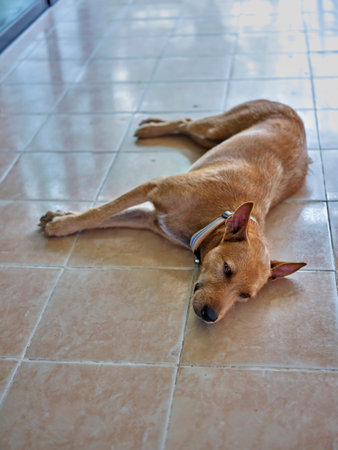 Dog relaxing on the ground .の写真素材