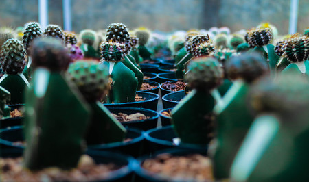 Beautiful Cactusの写真素材