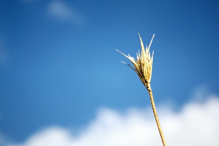Ear of wheat