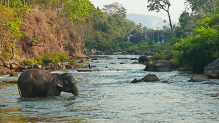 Elephant spraying water; Laos Bolavenplateauの写真素材