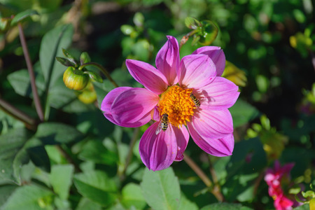 Insects on the flower garden purple Dahlia large in the sun on green backgroundの写真素材