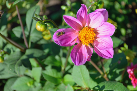 Insects on the flower garden purple Dahlia large in the sun on green backgroundの写真素材