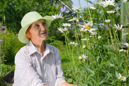 An elderly woman near the large garden daisies on the plotの写真素材