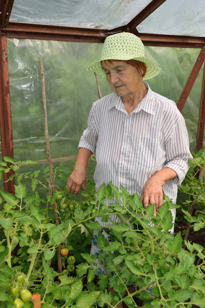 An elderly woman in greenhouse with tomatoes growing on the plotの写真素材