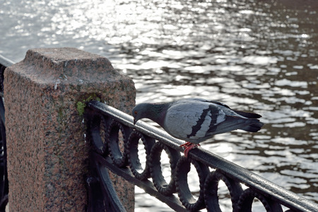 Pigeon on a fence embankment in Saint-Petersburgの写真素材