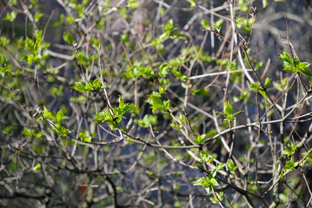 Branch of lilac with young tender leaves in spring in the sunshine 
in mayの写真素材