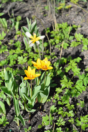 Yellow Tulip in the garden in the sun 
in mayの写真素材