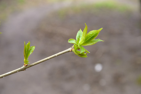 Young leaves on a branch of lilac in the spring  
in mayの写真素材