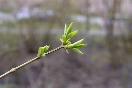 Young leaves on a branch of lilac in the spring  
in mayの写真素材