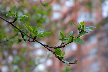 Young leaves on Apple tree branch on a background of urban buildings  
in may