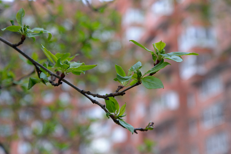 Young leaves on Apple tree branch on a background of urban buildings  
in mayの写真素材