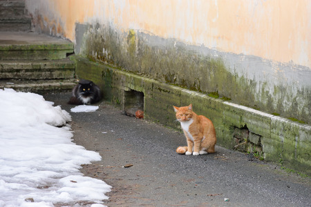 Street black and red cats on the stone stairs in the Theodore town in Pushkin, Academic PR. 14, St. Petersburgの写真素材