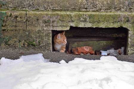 Street red cat fearfully gets out of the basement in the Theodore town in Pushkin, Academic PR. 14, St. Petersburgの写真素材