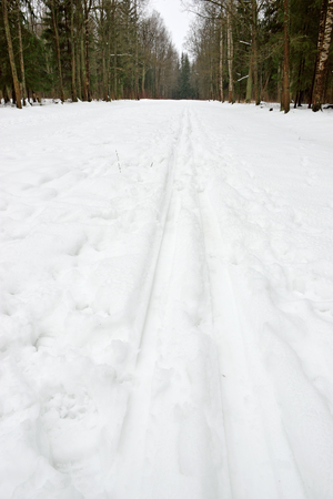 Snowy alley in the winter with ski trails in Alexander Park in Pushkin, in the Alexander Park in Pushkin, St. Petersburgの写真素材