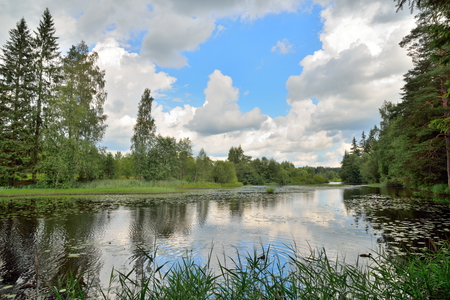 Clouds and trees reflected in the water of the river Oredezh among the leaves of water lilies in Julyの写真素材
