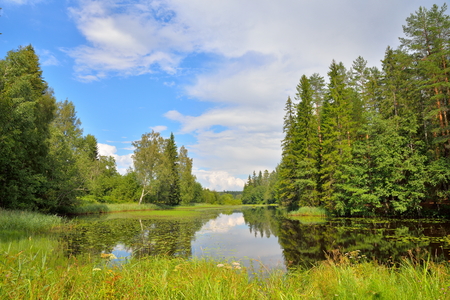Landscape forest river overgrown with water lilies and reeds and a Sunny day in Julyの写真素材