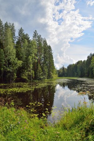 Landscape forest river overgrown with water lilies and reeds and a Sunny day in Julyの写真素材
