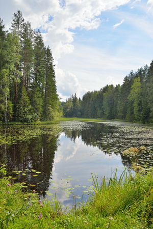 Landscape forest river overgrown with water lilies and reeds and a Sunny day in Julyの写真素材