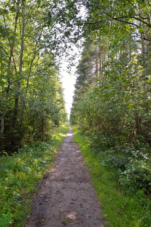Forest trail, Sunny day in July summerの写真素材