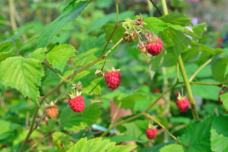Ripe raspberries on a branch in Sunny day in the suburbs of St. Petersburg
