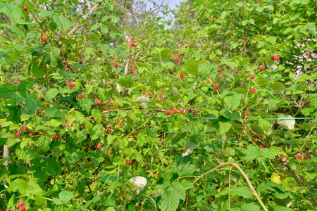 Dense thickets of raspberry bushes Laden with ripe berries in the suburbs of St. Petersburgの写真素材