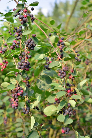 The bushes of amelanchier - karinka with ripe berries in Sunny day in the suburbs of St. Petersburgの写真素材