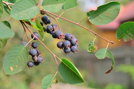 Ripe Saskatoon berries on the branch in Sunny day in the suburbs of St. Petersburgの写真素材