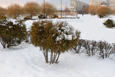 Ornamental shrub covered with snow in the garden outside Belgrade to St Petersburgの写真素材
